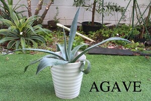 アガベ 中株 ブルーグリーン アメリカーナ AGAVE ドライガーデン ロックガーデン ガーデニング 庭 店舗 花壇 映え