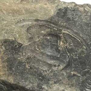 三葉虫・エオレドリキア・６１g（中国産化石標本）
