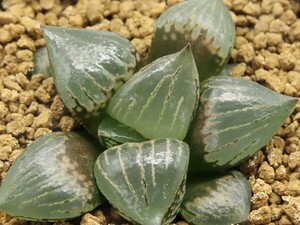 ■[Y078]CPミュータント実生(SC220614)　ヤマト運輸 【多肉植物　Haworthia　ハオルチア　ハオルシア】