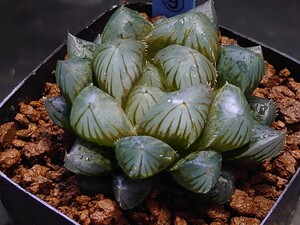 ハオルチア☆ブラック水晶オブツーサ☆Haworthia