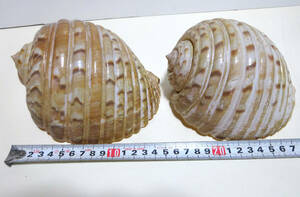【2個まとめて】大きめのヤツシロガイの貝殻　（長さ約16cm、直径約13cm）（長さ約14cm、直径約12cm）