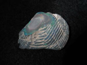 貝化石オパールセミブラックトリゴニア三角貝