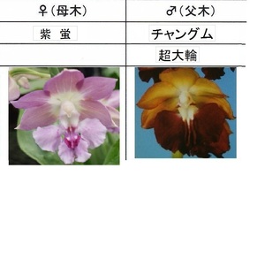 80Kえびね欄　５２９　紫螢×チャングム　来春以降初花見込苗　未開花交配苗　山野草エビネラン