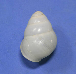貝の標本 蘭嶼光澤蝸牛殻Helicostyla okadai Kuroda 28.5mm.希少. 台湾