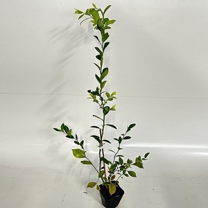 ブルーベリー ホームベル 樹高0.25m前後 10.5cmポット （30本セット）（送料無料） 苗 植木 苗木 庭