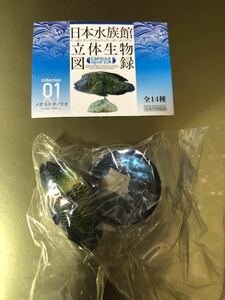 日本水族館立体生物図録 第1巻 単品 メガネモチノウオ 海洋堂 フィギュア 海水魚