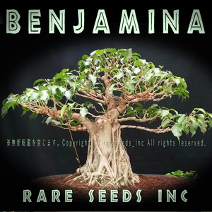 奇妙な盆栽等に！■フィカス ベンジャミナ 新鮮種子100粒（種子は微細です）説明書付き Ficus benjamina ベンジャミン　ш **ц**　⑮