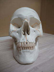 美品　頭蓋骨模型 番号表示付 3分解モデル 3B Smart Anatomy 成人 日本スリービー・サイエンティフィック 20x13.5x15.5cm 重量0.7kg