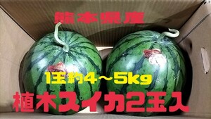 熊本県産植木スイカ2玉入【1玉約4～5kg】品種だんらん
