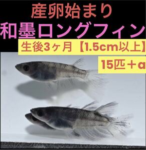 沖ちゃんメダカ　約1.5cm前後【送料無料】　稚魚　和墨　ヘテロ　リアルロングフィン　稚魚 15匹　極上　3ヶ月半　産卵中