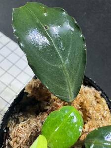 ★ブセファランドラ sp. シルバーゴールド★Bucephalandra sp. Silver Gold ★ ボルネオ産　タグ付き