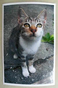 ■ 沖縄の猫 ■　KGサイズ 　.e　ほぼハガキ大（自作品）