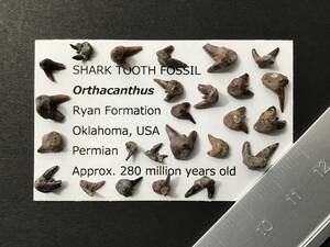 サメ 歯 化石 オルサカンサス [OR9] サメの歯 鮫の歯 鮫 牙
