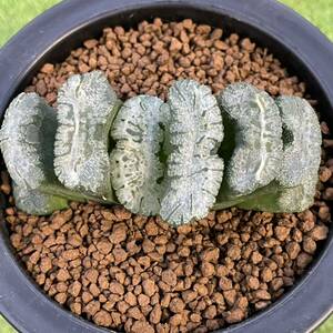 （≧∇≦）多肉植物 ハオルチア 玉扇　吉宗