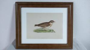 鳥の絵の額装品　ヒメコウテンシ (Short-toed Lark)　木版画　木製フレーム　アンティーク　インテリア　送料無料