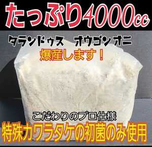 極上☆カワラ菌糸ブロック　 4000cc 　クヌギ１００％　初菌使用　 タランドゥスやオウゴンオニクワガタ・レギウスの大型化に　産卵床にも