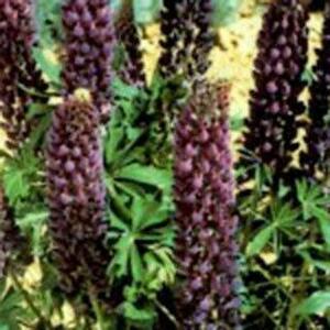 【花の種】ルピナス　ギャラリーブルー　紫　ムラサキ系　２０粒 
