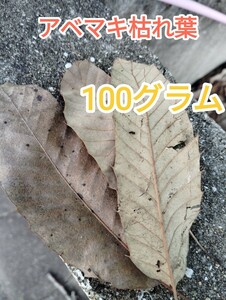 アベマキ枯れ葉100ｇ・ザリガニの餌・昆虫飼育のマットに