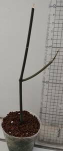 Cynanchum viminale subsp. brunonianum　原種 多肉植物　B　ガガイモ　Ceropegia セロペギア