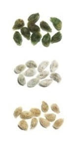 綿の種 綿花 コットン 緑+白+茶 3品種 各10 計30粒セット