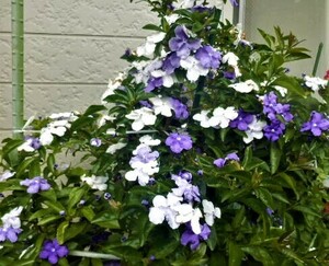 ニオイバンマツリ、挿し穂５本　紫～白に変化します。