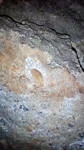 日本の化石　岩手県産、石炭紀中期の三葉虫化石岩体３個セット