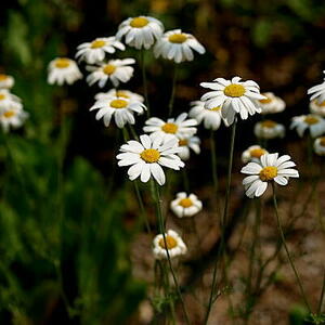 【花の種】除虫菊　白花　ムシヨケギク　0.25ｍｌ　約７０粒 虫除けのハーブ ４種郵便にて発送