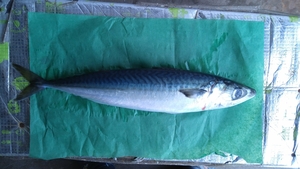 (魚）天然マサバ33cm1本