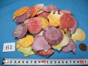 ◆貝がら◆ヒオウギガイ（片貝）◆5～6cm◆50枚◆No.61