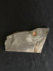 魚の化石　観賞石 希少 化石 標本
