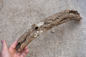 天然　ポルトガル産　バージンコルク　チューブ　空洞タイプ　54ｃｍ（管理番号：ＴＰ9）　シェルター　爬虫類　両生類　レイアウト