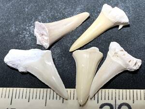 サメの歯 5本・1・（モロッコ産化石標本）