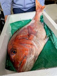 ★お家でご馳走・週末にむけて毎日、鯛尽くし！越後・荒海育ちの4キロ超えの大きい真鯛1枚！