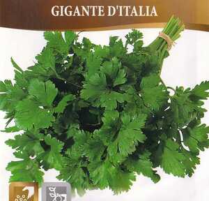イタリアンパセリ・ジャイアントの種子 60粒 GIGANTE D