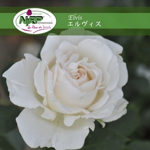 送料無料　エルヴィス　新苗4号鉢　　鉢植え バラ 薔薇 ニプル