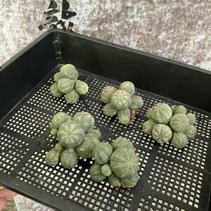 【龍園觀】①No. A35 多肉植物 塊根植物 Euphorbia obesa ユーフォルビア オベサ 群生株 5株