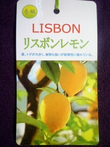 ★果樹苗★柑橘★　リスボン　レモン　◎国内で一番多く栽培されている種類です♪　養生苗・接木２年生・４号長鉢　１鉢