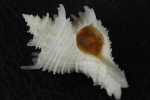 カセンガイ　43.8×30.7㎜　タカラガイ　貝標本　貝殻
