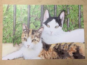 手描きイラスト ポストカード 猫 複製画 ハチワレ猫 水彩 【あおきしずか】