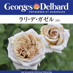 送料無料　ラリ デ ガゼル6号鉢　春開花株　　鉢植え バラ 薔薇 デルバール 大苗 フレンチローズ 開花苗