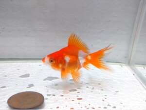 同梱可能！ 平賀養魚場 更紗琉金 約5cm No34