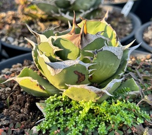 【ever plants】Agave titanota 格利芬（4C187）チタノタ、オテロイ、グリフィン