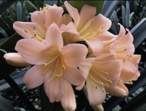 クンシラン　ピーチ色のお花が咲きます！3号サイズ　痛みありの苗　ゼラニウム　ハオルチア　シュンラン　モンステラ　パラモンガイア