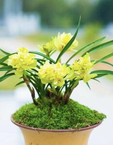 中国春蘭 「黄金牡丹」 2本立 新芽付き 葉長は約42cm (春蘭、日本春蘭、東洋蘭、寒蘭)