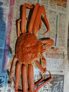 雄まつばかに北海道産30cm 5匹(1200g位)セット2480円即決