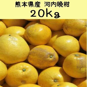 【送料無料◎1スタ!!!】熊本県産 河内晩柑 完熟木成 箱込み約20kg 家庭用