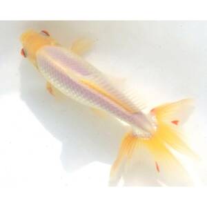 【白髪親爺】本家本元！レア！銀隼人和錦（オス）2歳魚　16.6cm