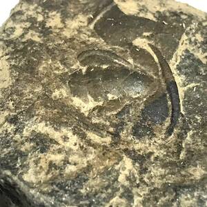 三葉虫・７３g（中国産化石標本）
