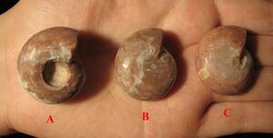 インドネシア・西ティモール産のアンモナイト化石3種から選択9