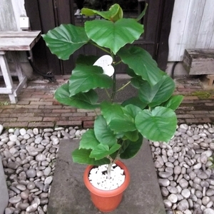 現物出品【フィカス・ウンベラータ 90ｃｍ＊Ficus umbellata】７号　